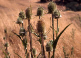 Select an image to enlarge