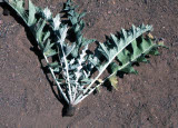 Select an image to enlarge