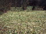 Select an image to enlarge