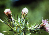 Select an image to enlarge