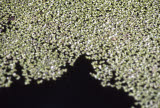 Select an image to enlarge