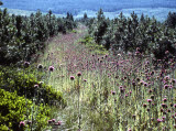 Select an image to enlarge