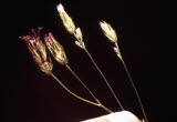 Select an image to enlarge