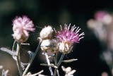 Select an image to enlarge