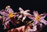 Select an image to enlarge