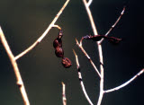Select an image to enlarge