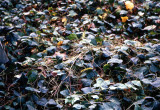 Select an image to enlarge