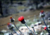 Select an image to enlarge