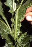 Select an image to enlarge