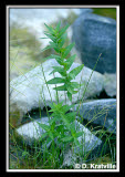 Select an image to enlarge