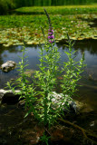 Select an image to enlarge