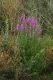 Select an image to enlarge