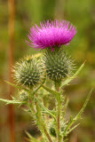 Select an image to enlarge