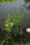 Select an image to enlarge