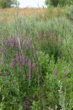 Select an image to enlarge