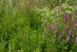 Select an image to enlarge