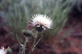 Select an image to enlarge
