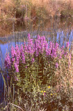 Select an image to enlarge