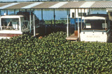 Select an image to enlarge