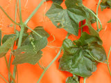 Select an image to enlarge
