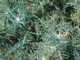 Select an image to enlarge
