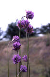 Select an image to enlarge
