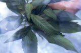 Select an image to enlarge