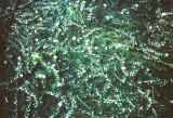 Select an image to enlarge