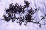 Select an image to enlarge