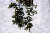 Select an image to enlarge