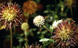 Select an image to enlarge