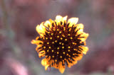 Select an image to enlarge