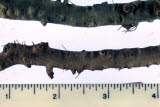 Select an image to enlarge