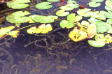 Select an image to enlarge
