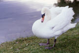 Select an image to enlarge