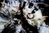 Select an image to enlarge