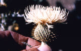 Select an image to enlarge