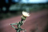 Select an image to enlarge