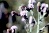 Select an image to enlarge