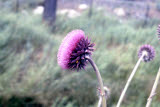 Select an image to enlarge