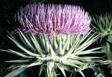 Select an image to enlarge