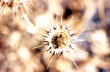 Select an image to enlarge