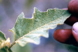 Select an image to enlarge