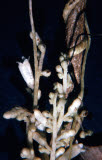 Select an image to enlarge