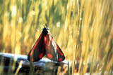 Select an image to enlarge