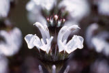 Select an image to enlarge