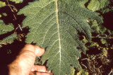 Select an image to enlarge