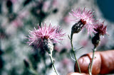 Select an image to enlarge