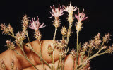 Select an image to enlarge