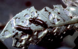 Select an image to enlarge